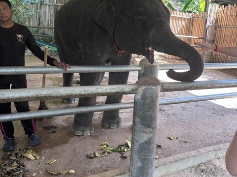 Phuket Elephant Care-奈通必去景点