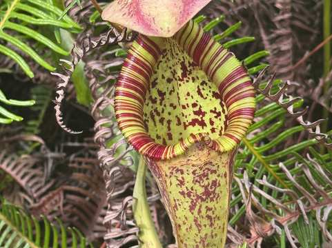 Local Guides - Tanjung Puting-Pangkalan Bun必去景点