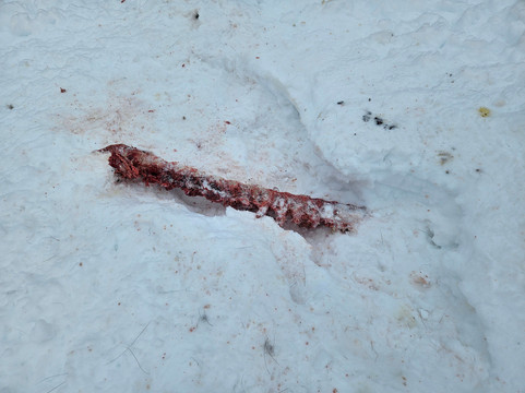 Snowhook Adventure Guides of Alaska-Willow必去景点