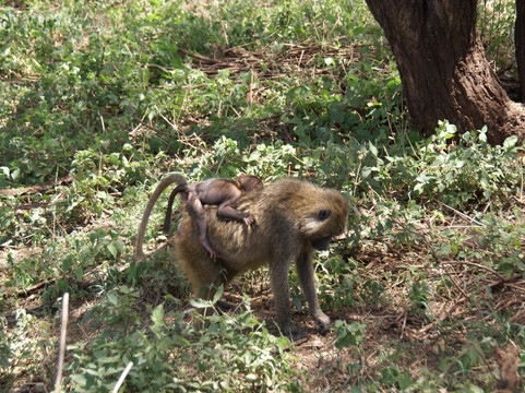 Hors Pistes Voyages-阿鲁沙必去景点