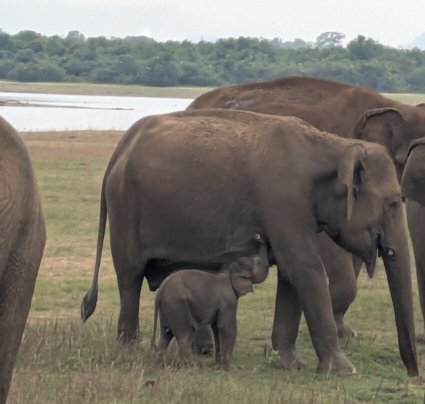 Niluka Safari-乌达瓦拉瓦必去景点