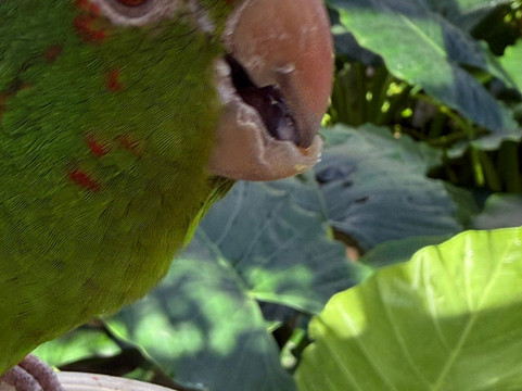 Parotte Ville Bird Sanctuary-圣马丁岛必去景点