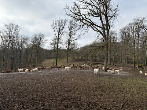 Wild- & Erlebnispark Daun-Daun必去景点