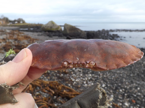 Blackhead Path-Whitehead必去景点