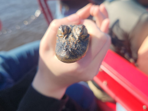 New Orleans Airboat Tours-Marrero必去景点