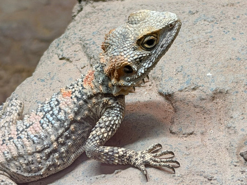 Pili Palas Nature World-Menai Bridge必去景点