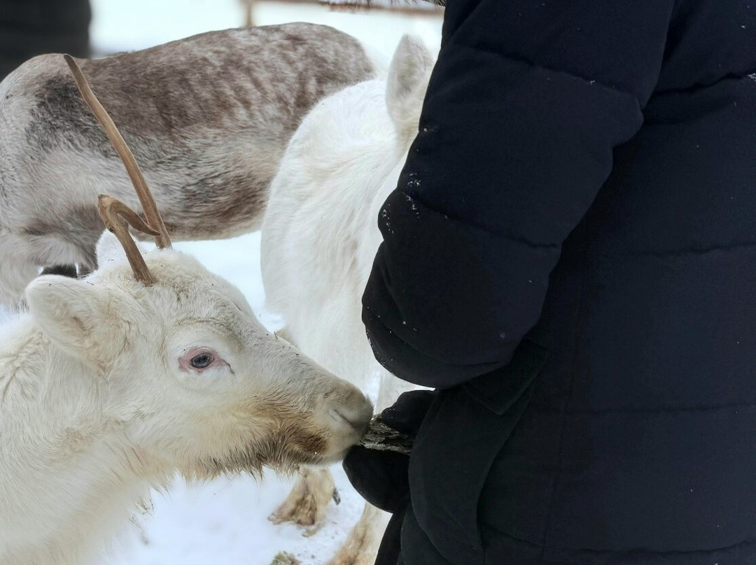 圣诞老人驯鹿雪橇之旅-罗瓦涅米必去景点