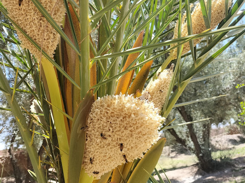 amrdouz SKOURA VTT excursions-Skoura必去景点