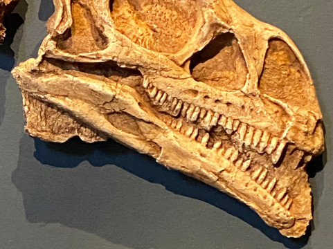 Kgodumodumo Dinosaur Interpretation Centre-克拉伦斯必去景点