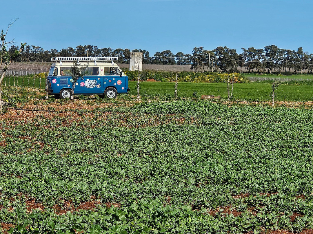 Azienda Agricola Pietrasanta-Carovigno必去景点