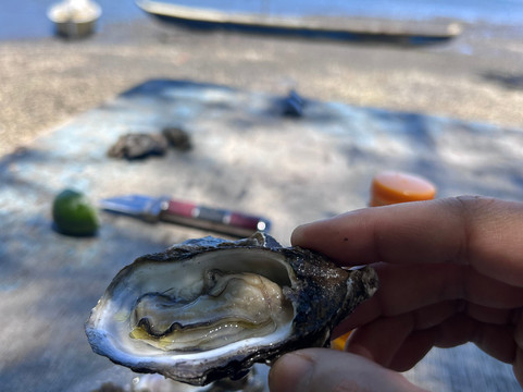 Aventura Eco Brasil-Barra de Sao Miguel必去景点