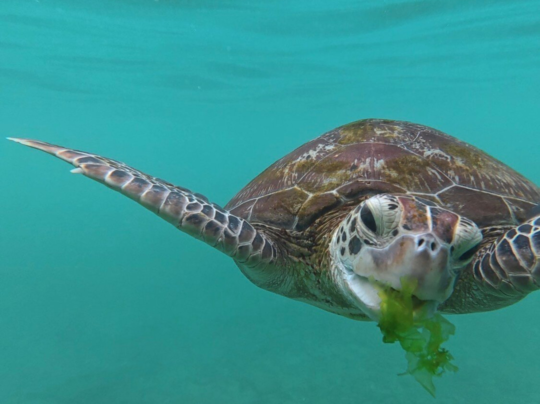 Hiru's turtle vibe-Thalaramba必去景点