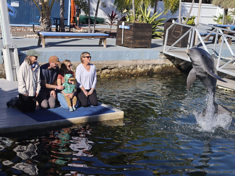 Dolphin Life-拉哥岛必去景点