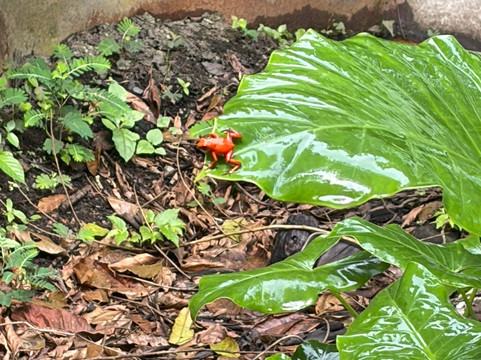 Abel Bustamante - Tour Guide-Manzanillo必去景点