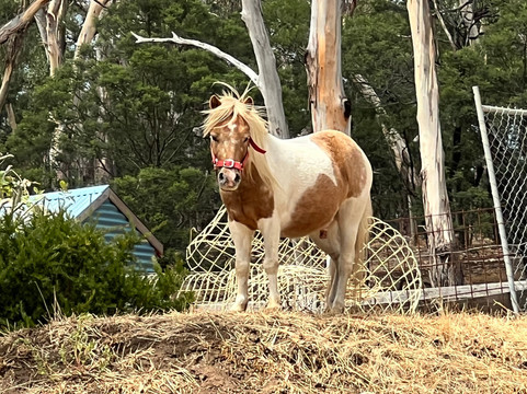 Spring Creek Horse Rides-贝尔布拉必去景点