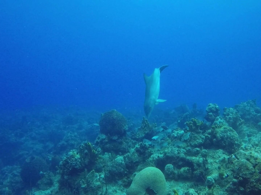 Aqua TCI-普罗维登西亚莱斯必去景点