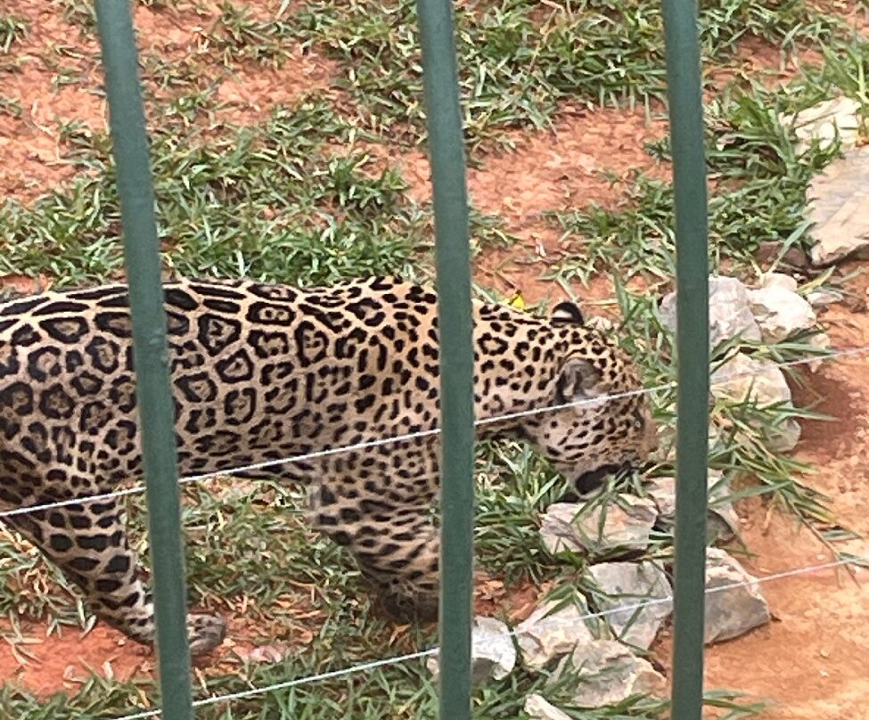 Jardim Zoológico De Brasília-巴西利亚必去景点