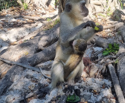 Zanzibar Kilosas Conservation-孥归必去景点