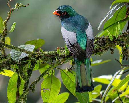 加勒比天堂生态旅馆主图