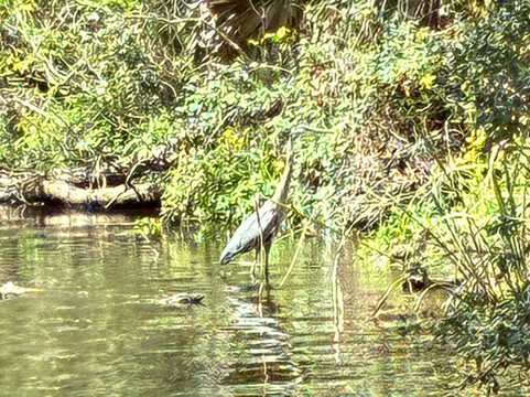 Cajun Pride Swamp Tours-LaPlace必去景点