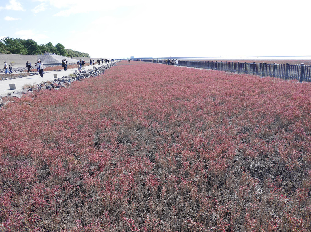 Suaeda Japonica Habitat-佐贺市必去景点