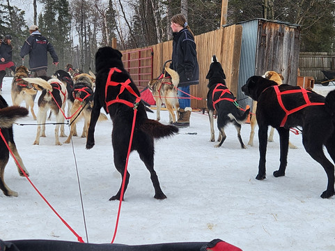 Chilly Dogs Sled Dog Trips-伊利必去景点