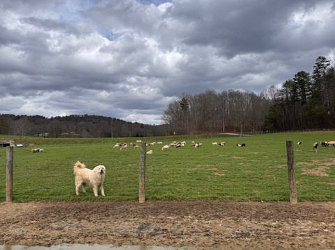Cress Creeks Farm And Corn Maze-Ellijay必去景点