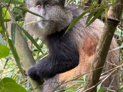 Gorilla Trek Africa-吉佳利必去景点