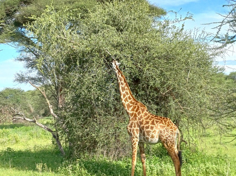 Tam Tours-桑给巴尔市必去景点