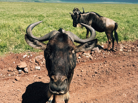 Meijo Safaris-阿鲁沙区必去景点