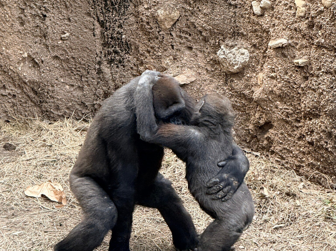 Fort Worth Zoo-沃思堡必去景点