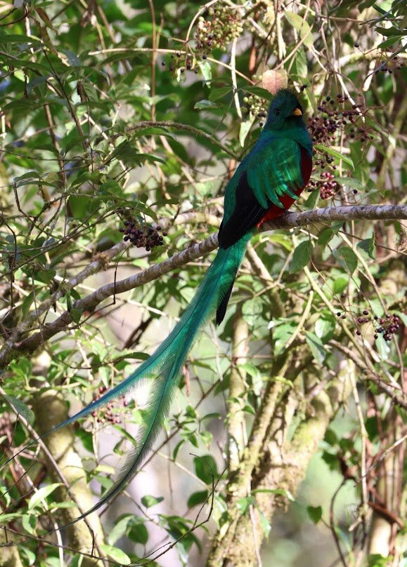 Ave Nativa Birding Tours Costa Rica-爱雷迪雅必去景点