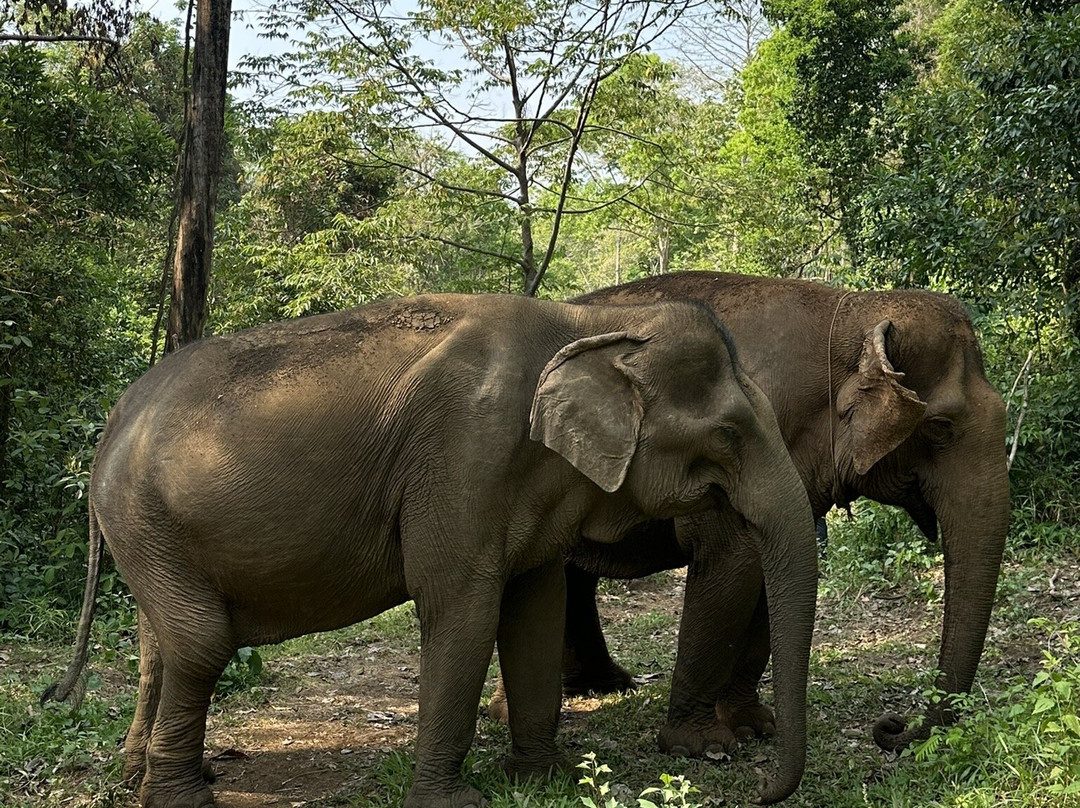 Elephant Valley Project-森莫诺隆必去景点