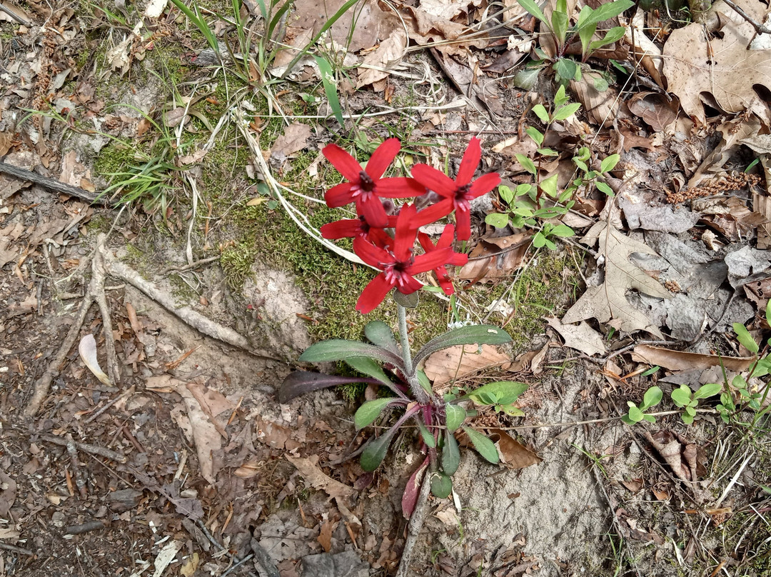 Pinson Mounds State Park-Pinson必去景点
