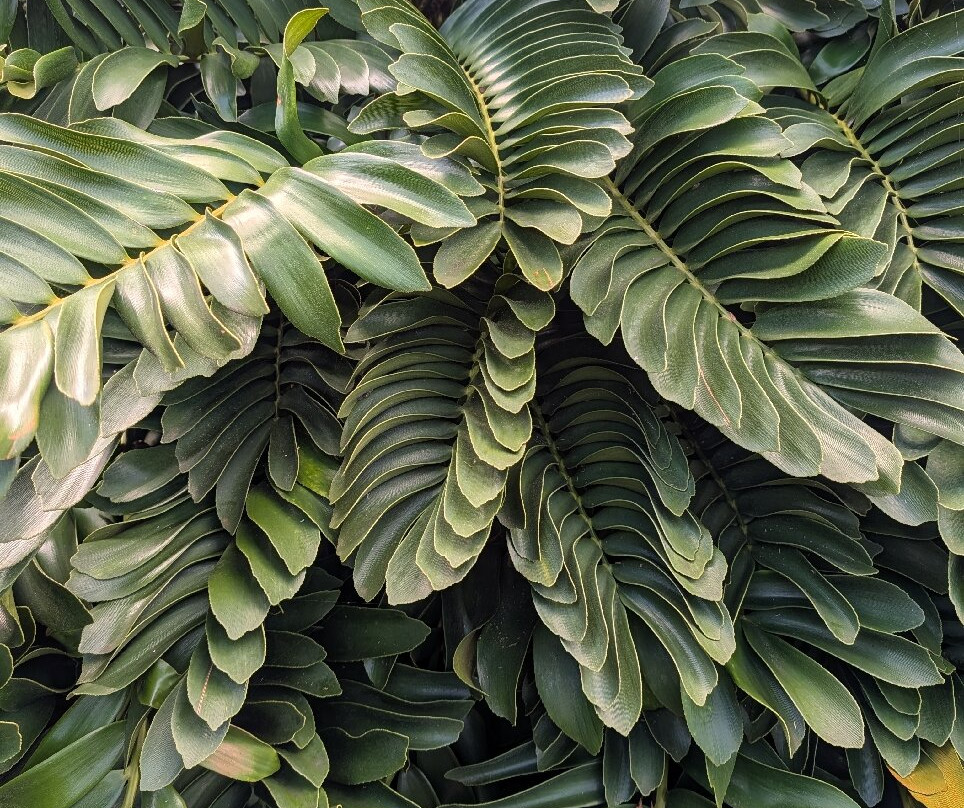 Na Aina Kai Botanical Gardens-基拉韦厄必去景点