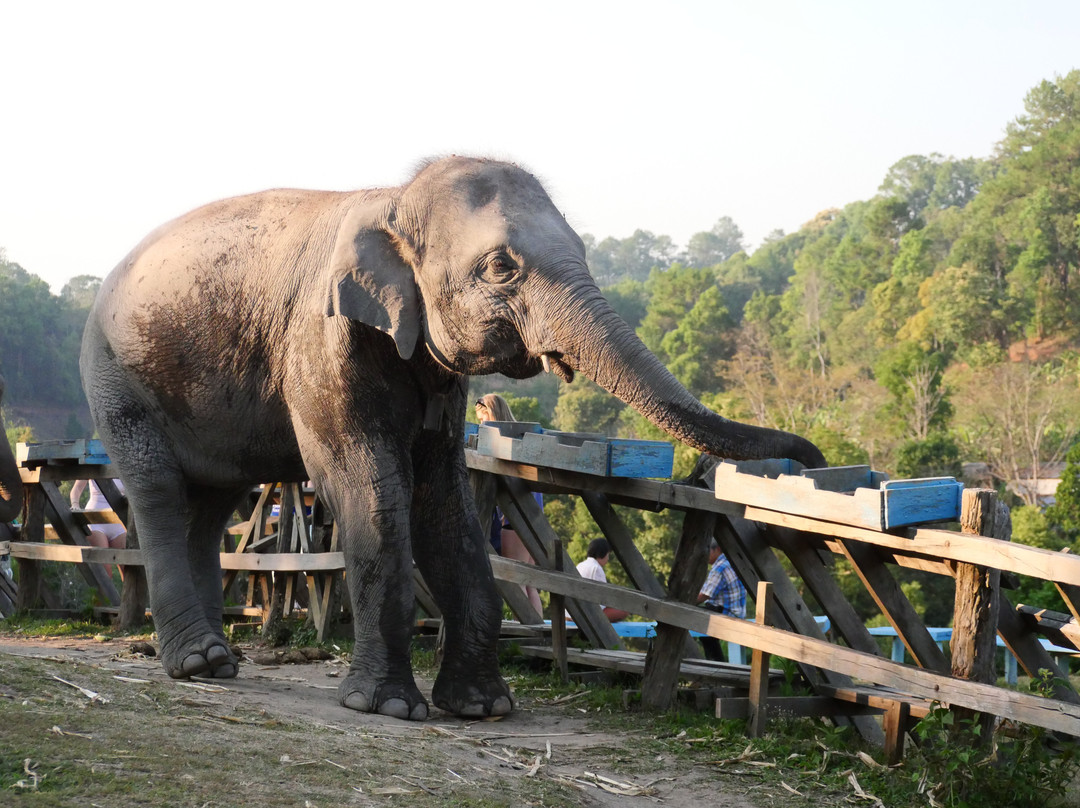 Blue Daily Elephant Care Sanctuary-清迈必去景点