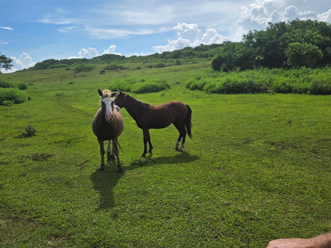 Ecotrax Fiji-辛加东卡必去景点