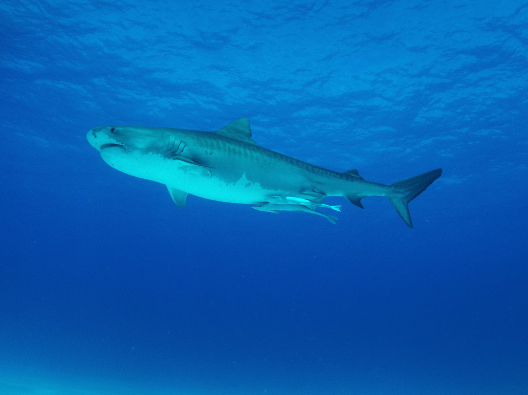 Epic Diving-West End必去景点