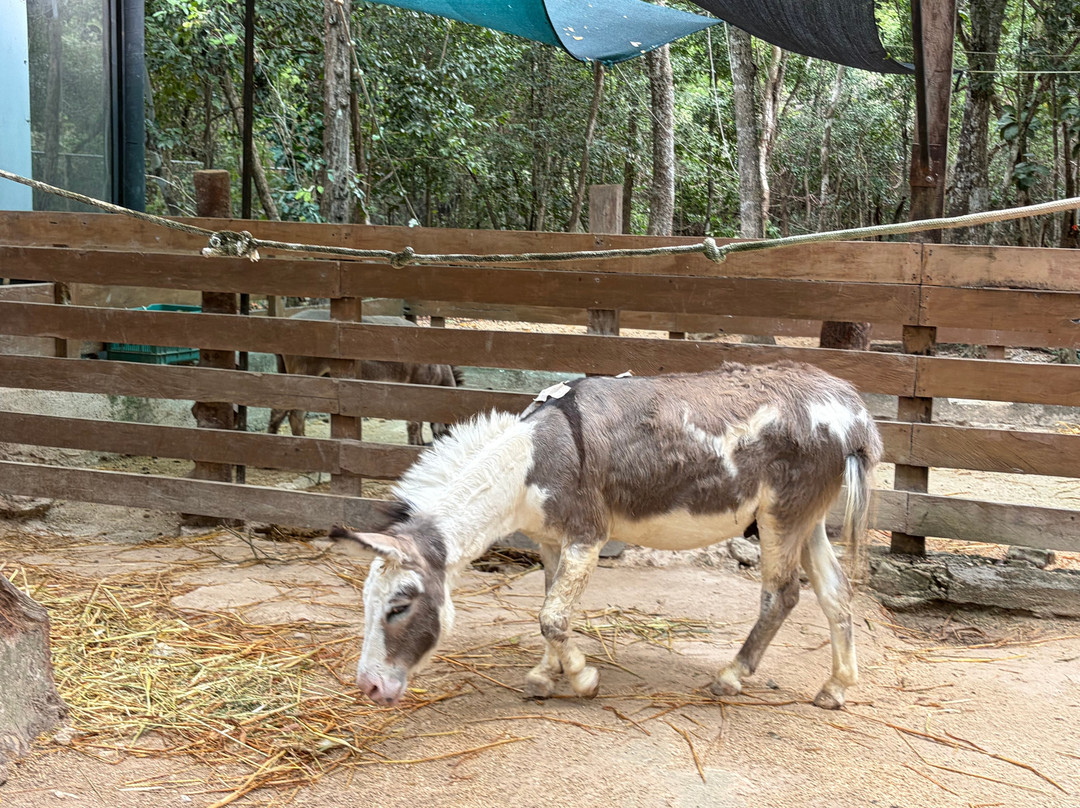 Akumal Monkey Sanctuary & Rescued Animals-艾库玛尔必去景点