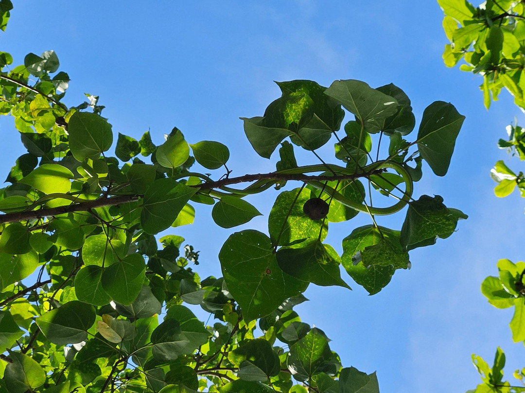 Lucky Boat Safari-班托塔必去景点