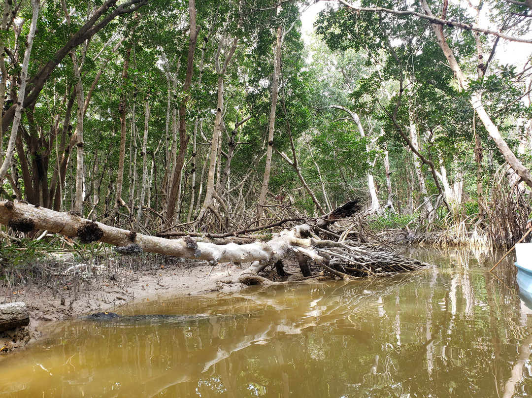 Guardianes De Los Manglares De Dzinintún-塞莱斯顿必去景点