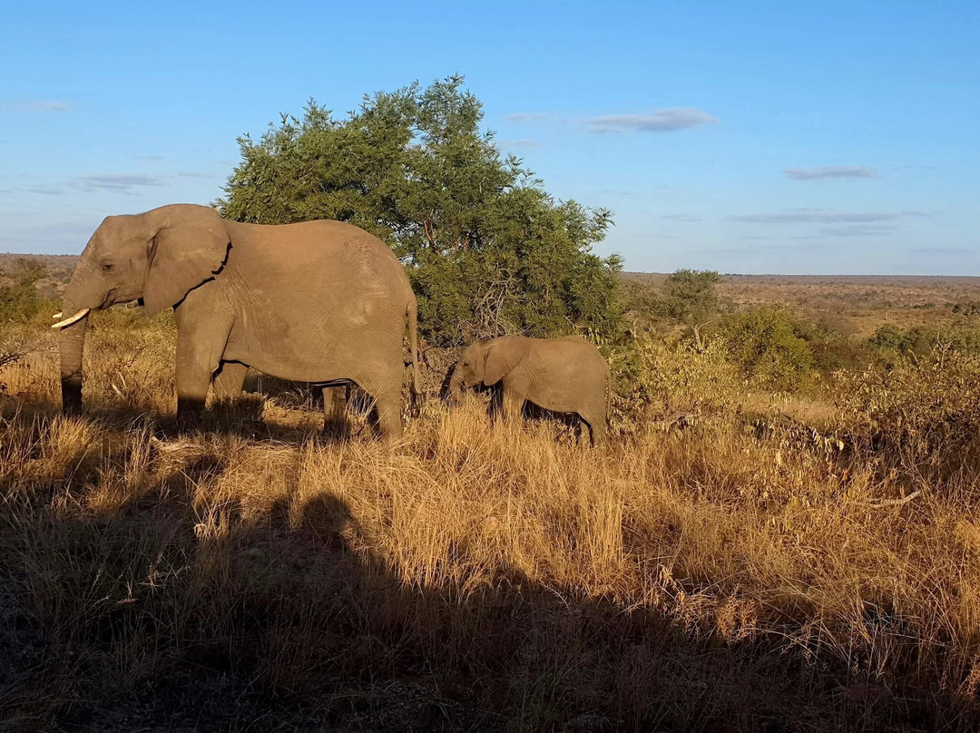 Game drives at Phalaborwa Gate in Kruger National Park-克鲁格国家公园必去景点