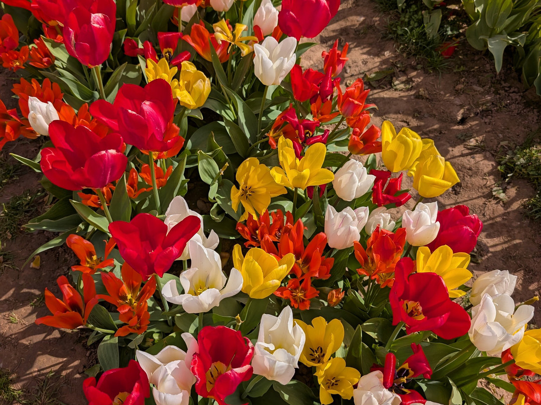 Tulleys Tulip Garden - Warwickshire-沃里克必去景点