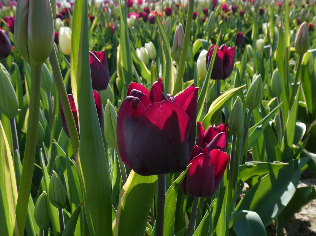 Tulleys Tulip Garden - Warwickshire-沃里克必去景点