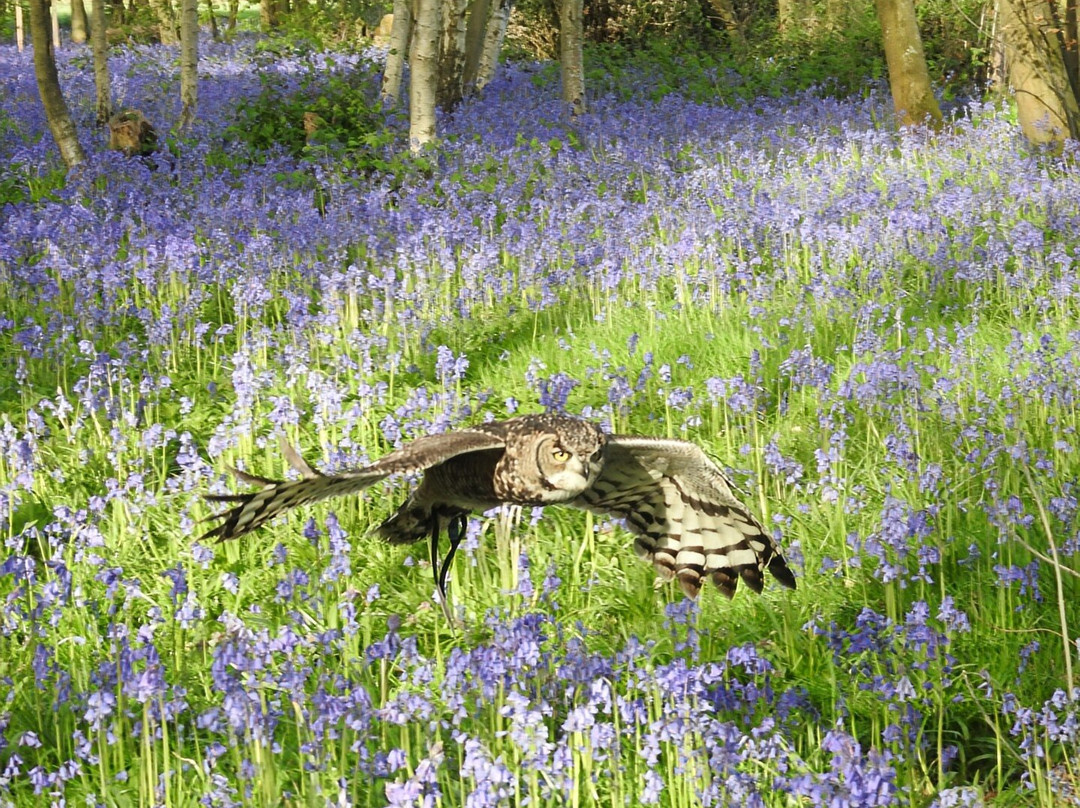 Kent Falconry Centre-Throwley必去景点