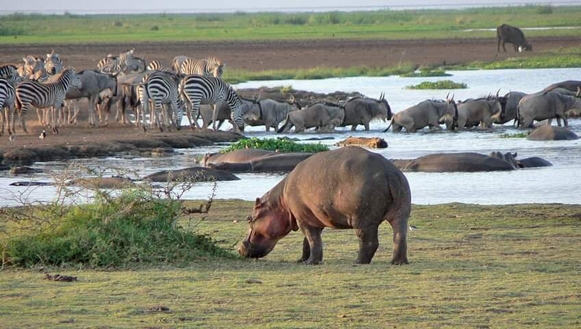 Masai Mara National Reserve-纳罗克必去景点