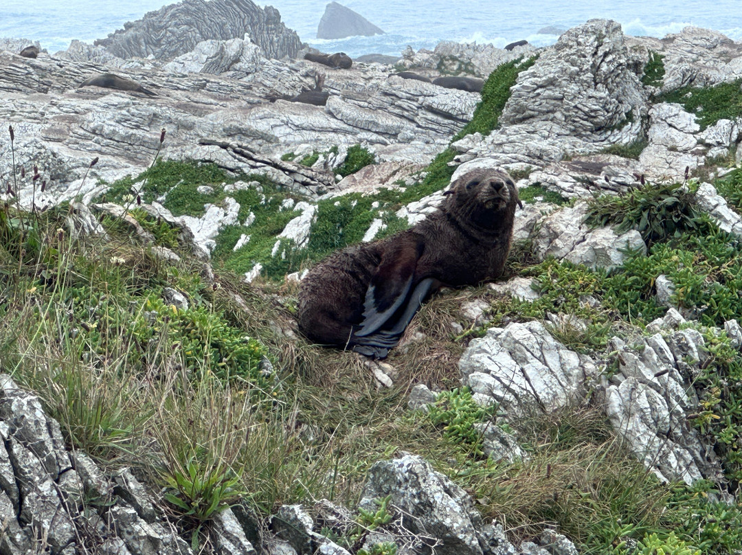 凯库拉毛皮海狮聚集区-Kaikoura必去景点