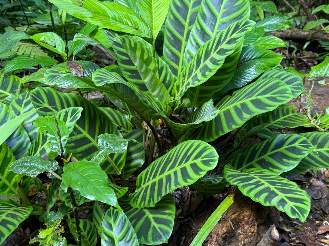 Heliconias Hanging Bridges Trails-Bijagua de Upala必去景点