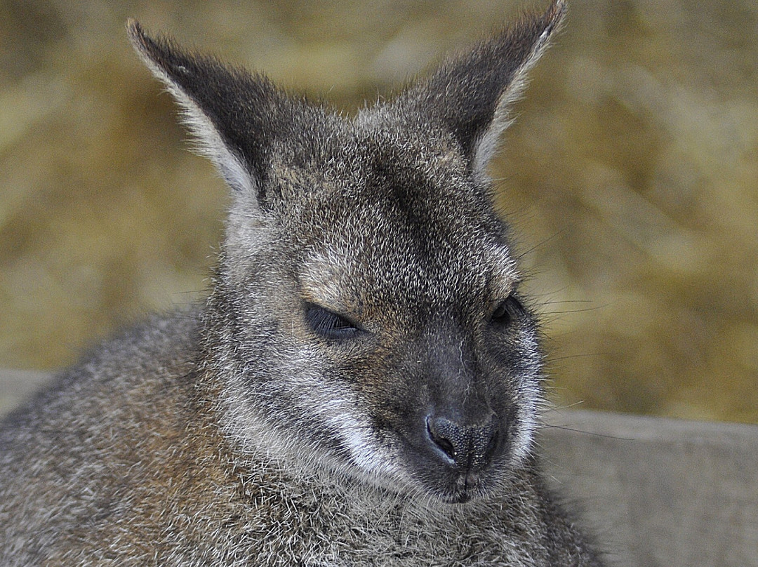 Wolds Wildlife Park-Horncastle必去景点