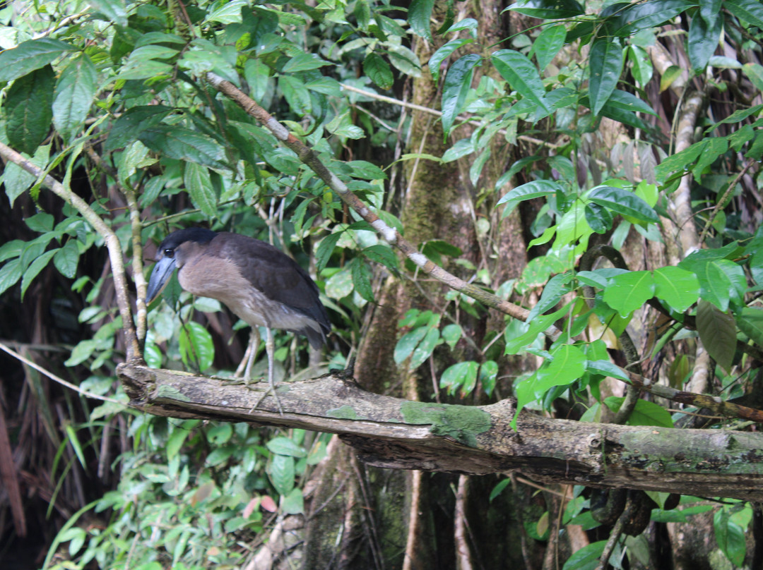 Tortuguero Tours-托图杰多必去景点